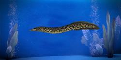 eel_fish_collectables_250px
